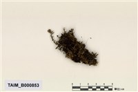 藏品(灰苔科)的圖片